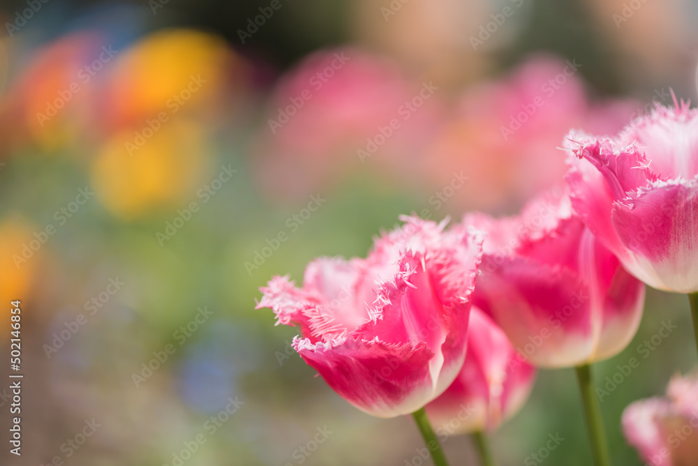Spring season. Blossom flowers in the garden. Sunny day. Spring season. Blossom flowers in the garden. Sunny day.