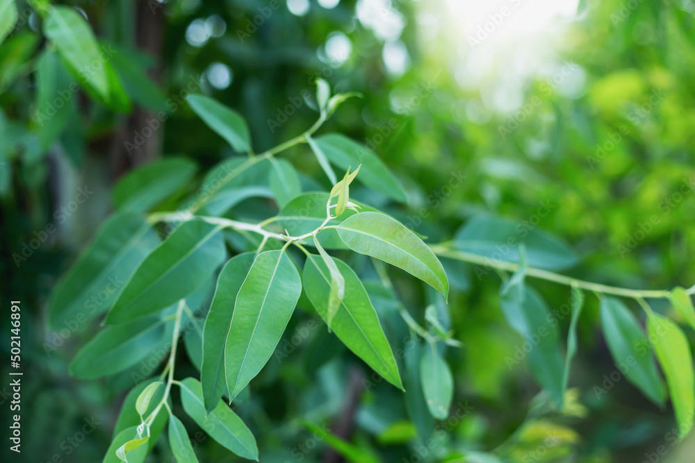 Eucalyptus leaf, closed, beautiful green, blurred background