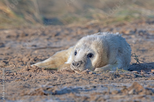 Atlantic Grey Seal Pup (Halichoerus grypus) on a frost covered winter beach at dawn 