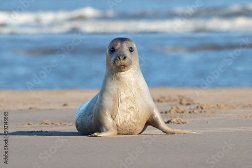 Inquisitive Harbour Seal (Phoca vitulina) on a bright winter day photo