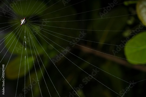 webs of spiny orb weaver spider on a badam plantation