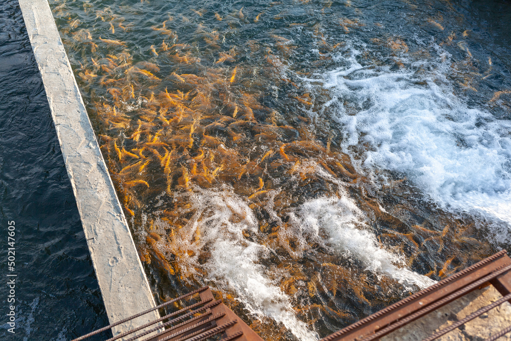Cultivation of golden trout and other fish in concrete pools. Trout