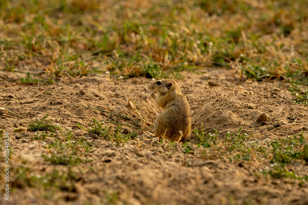 Indian desert jird or gerbil or Meriones hurrianae closeup feeding grass from his burrows at forest of central india Indian desert jird or gerbil or Meriones hurrianae closeup feeding grass from his burrows at forest of central india