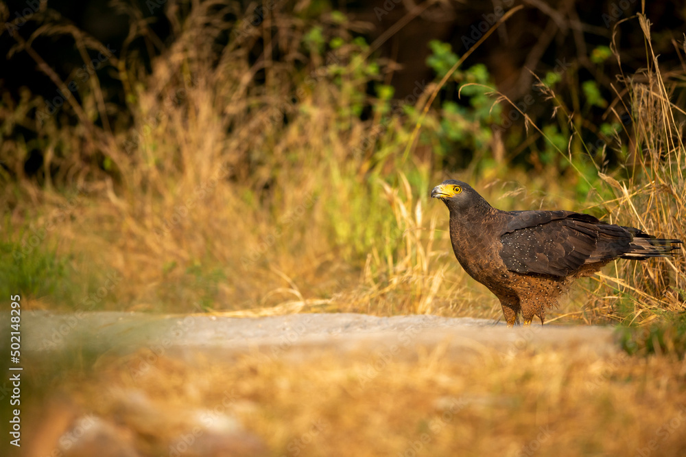 Crested Serpent Eagle or Spilornis cheela winter migratory bird on waterhole to quench thirst during safari at forest of rajasthan india Crested Serpent Eagle or Spilornis cheela winter migratory bird on waterhole to quench thirst during safari at forest of rajasthan india