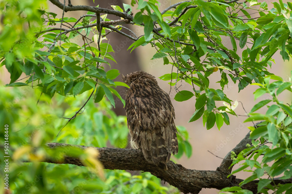 Brown fish owl or Bubo zeylonensis or Ketupa zeylonensis a large owl species perched on tree with back view at bandhavgarh national park madhya pradesh india asia Brown fish owl or Bubo zeylonensis or Ketupa zeylonensis a large owl species perched on tree with back view at bandhavgarh national park madhya pradesh india asia