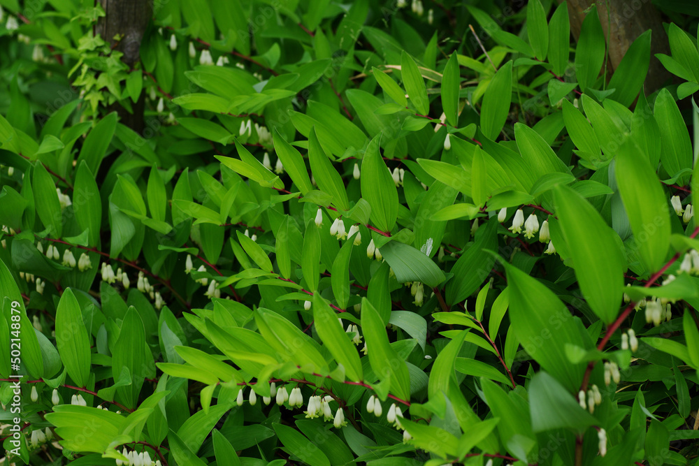 Obraz premium アマドコロ