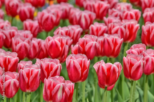 美しいチューリップの花