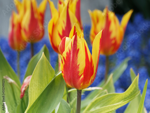 Close up on tulips 'Fire Wings' lily flowers with dazzling red and bright yellow pointed petals as fire engine-red flames on tall stems photo