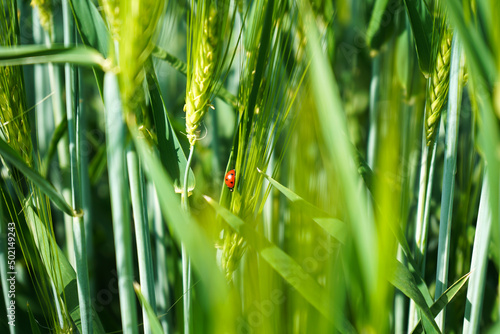 close-up of juicy fresh ears of young green wheat and ladybug on nature in spring summer field 