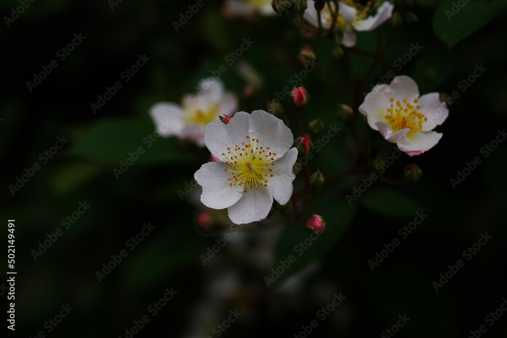 Obraz premium 赤坂にある東京ミッドタウンのノイバラ