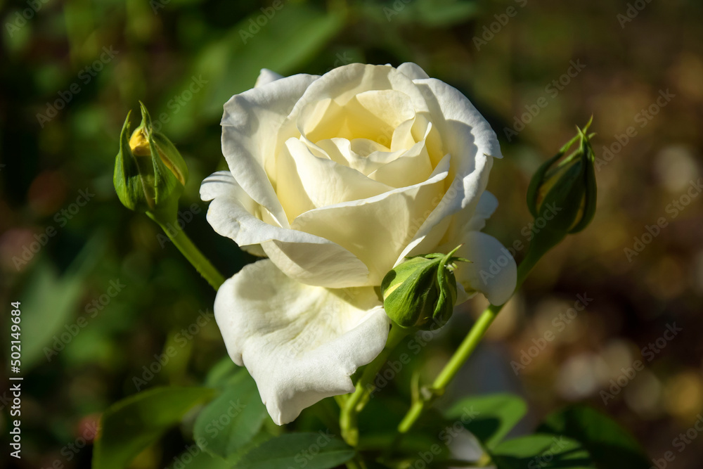 Wonderful white rose flower blooming on flower bed in garden on sunny summer day. Horizontal photo. Copy space for text. Selective focus.