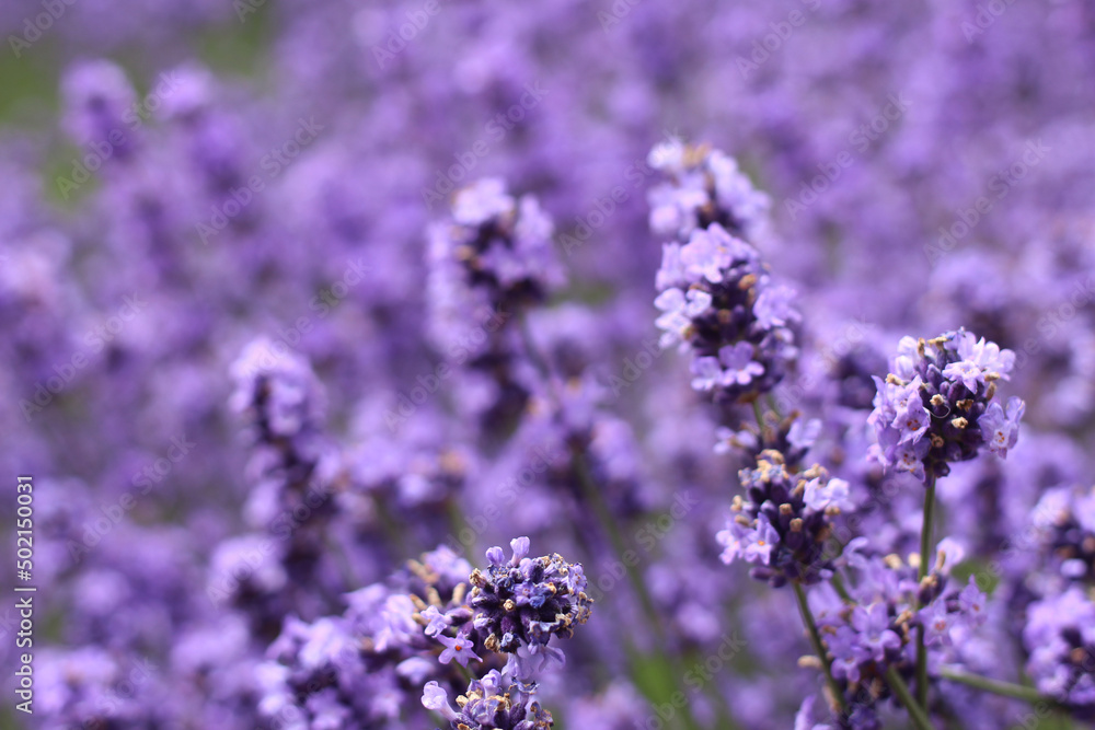 Obraz premium 아름다운풍경