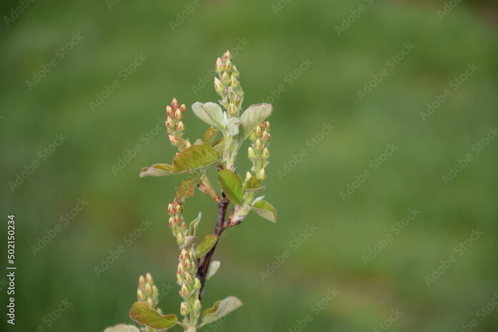 Amelanchier spring buds closeup, shadbush flower buds both sides space for text. Amelanchier spring buds closeup, shadbush flower buds both sides space for text.