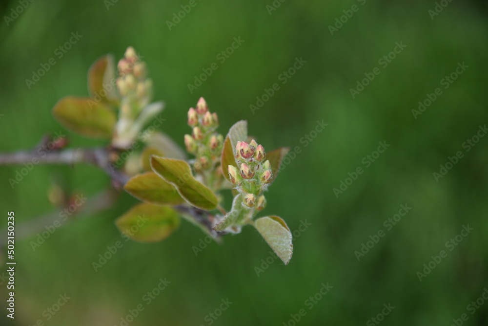 Amelanchier spring buds closeup, shadbush flower buds on bokeh green background with space for text. Amelanchier spring buds closeup, shadbush flower buds on bokeh green background with space for text.