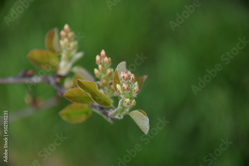 Amelanchier spring buds closeup, shadbush flower buds on bokeh green background with space for text.