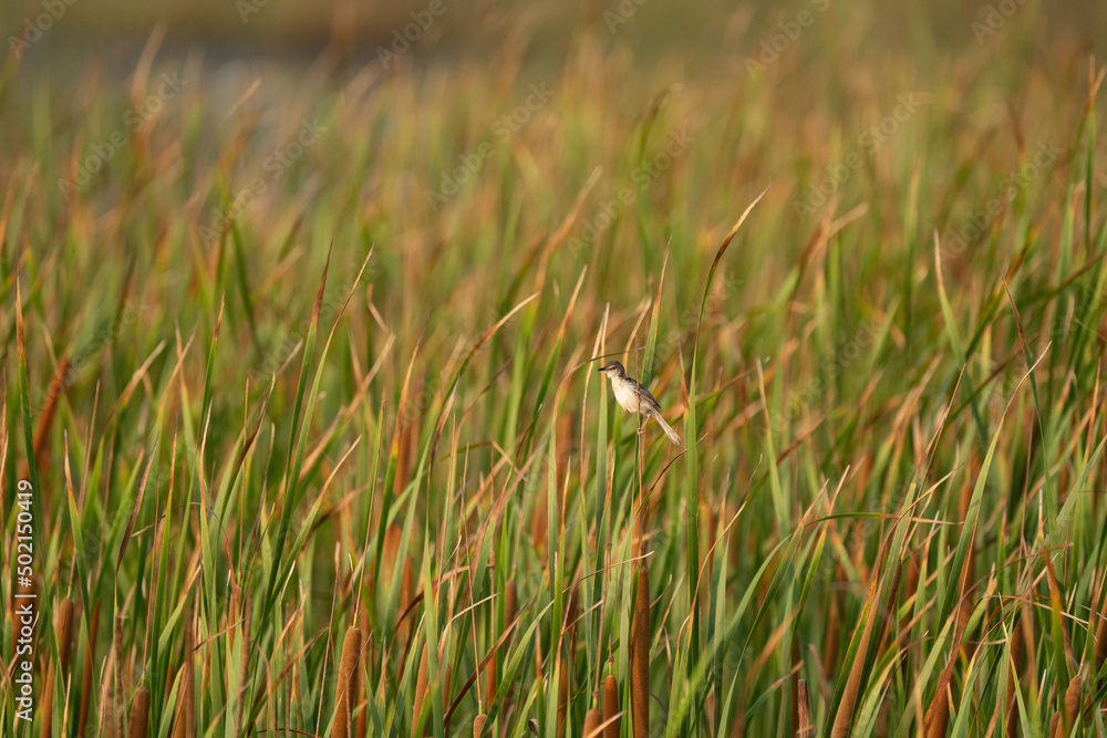 An ashy prinia sitting on a cattail plant An ashy prinia sitting on a cattail plant