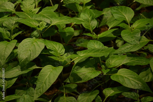 Wallpaper Mural Growing pepper seedlings for greenhouse production, pepper young plants, pepper production, young organic seedlings of paprica.	 Torontodigital.ca
