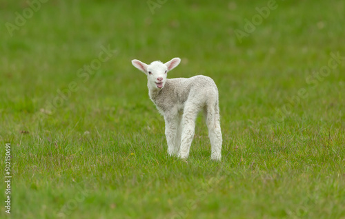 Close up of a cute, newborn lamb looking for her mum and bleating. Stood in green meadow and looking backwards. Clean background. Horizontal. Copy space.