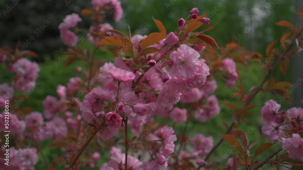 Blowing Sakura flowers blossom in garden on spring Blowing Sakura flowers blossom in garden on spring