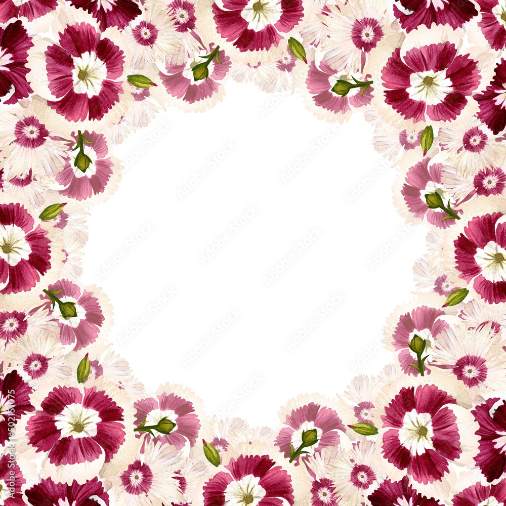 Carnation Turkish, or bearded. Square frame of burgundy flowers. Vintage watercolor botanical illustration isolated on white background. Carnation Turkish, or bearded. Square frame of burgundy flowers. Vintage watercolor botanical illustration isolated on white background.