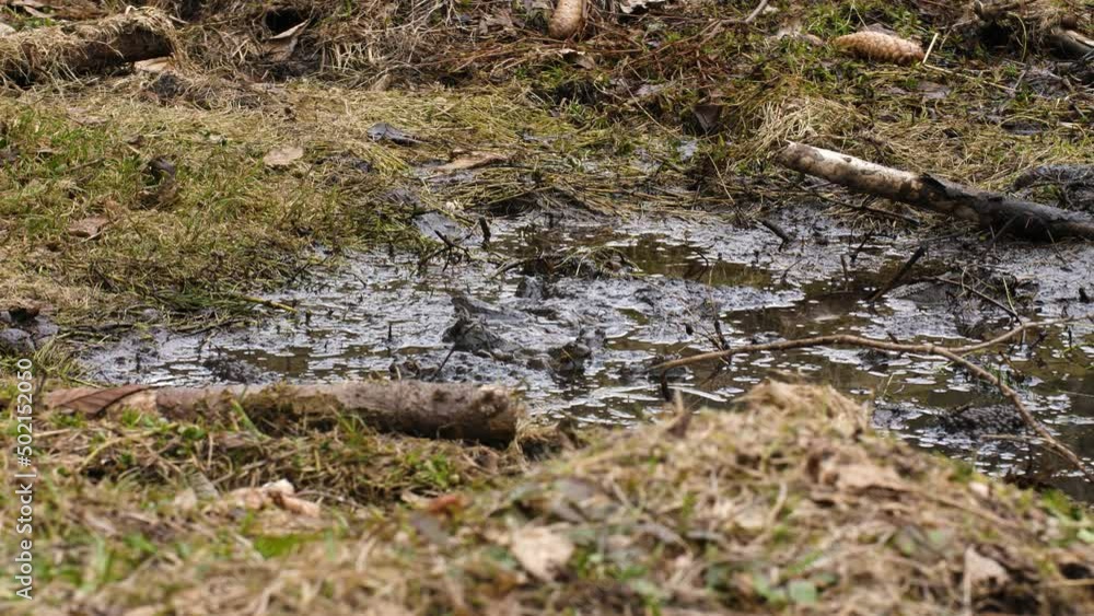 Colony of frogs wading submerged in mud pool breeding during mating season Colony of frogs wading submerged in mud pool breeding during mating season