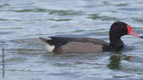 Wild male rosy-billed pochard, netta peposaca with beautifully oiled and preened feathers gracefully swimming across the wavy lake with dry feathers, waterproofing plumages, zoom in birdwatching shot. photo