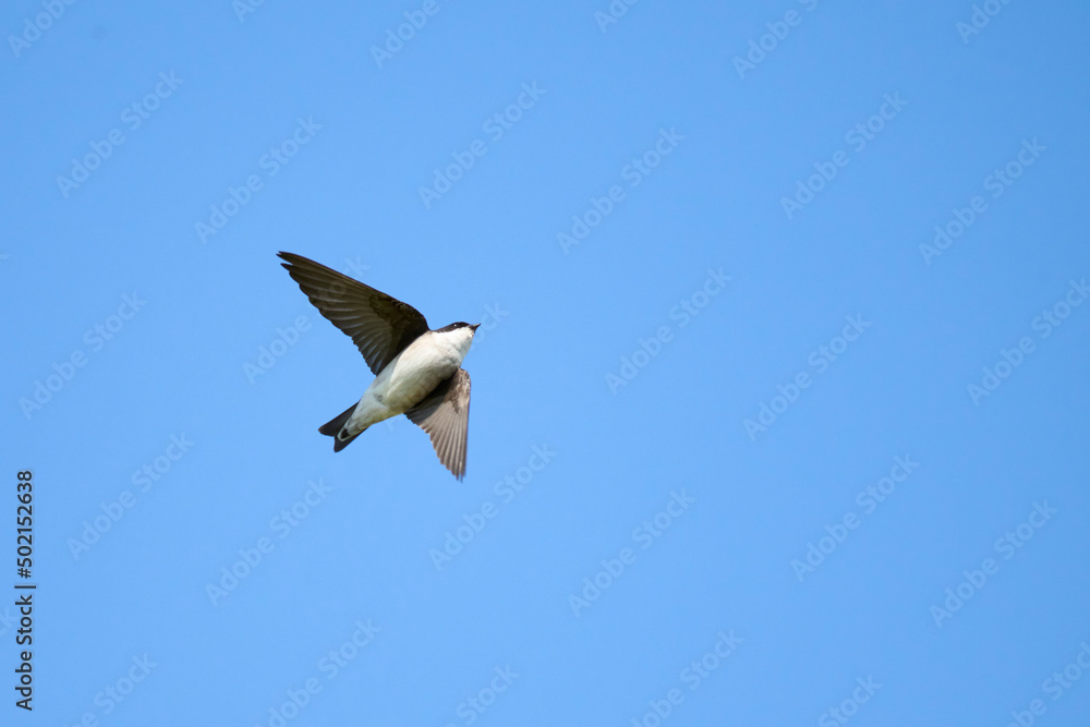 Obraz premium ツバメ