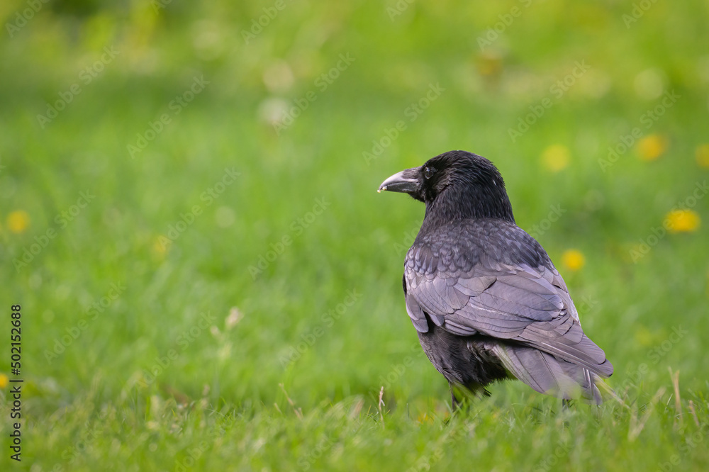 A carrion crow in a meadow on a sunny day in spring A carrion crow in a meadow on a sunny day in spring