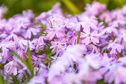 purple phlox subulata flowers in the spring photo