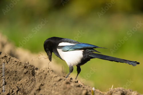 A common magpie walking and searching for nesting material in the garden