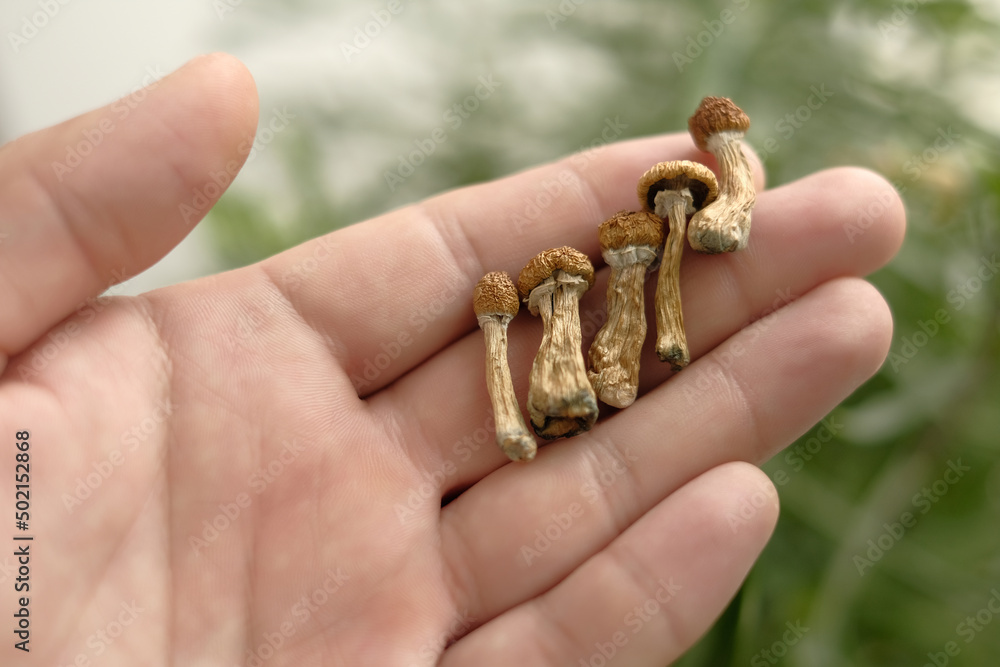 Psilocybin mushrooms in man's hand, macro view. Psychedelic magic trip. Dry edible mushrooms Golden Teacher. Medical usage. Micro dosing concept.