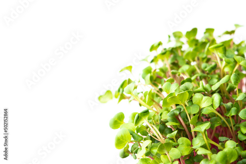 Vegetable greens of pink radish, useful microgreen close-up on a white background, organic food