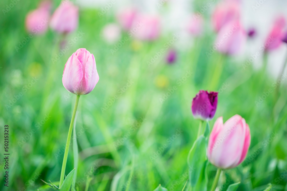 Obraz premium Pink tulips blooming in the park