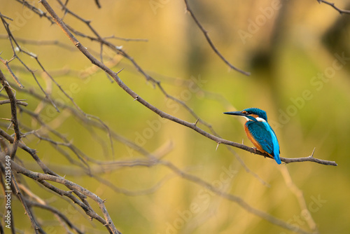 A common Kingfisher resting on thorny branch