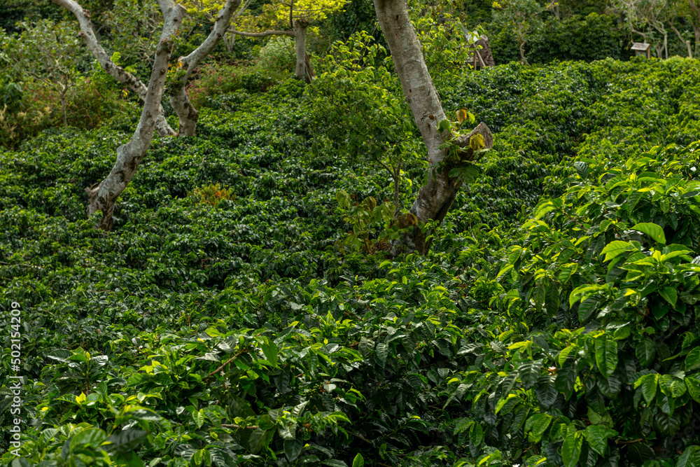 An organic coffee farm in the mountains of Panama, with red coffee cherries ready for harvest, Chiriqui highlands, Panama An organic coffee farm in the mountains of Panama, with red coffee cherries ready for harvest, Chiriqui highlands, Panama