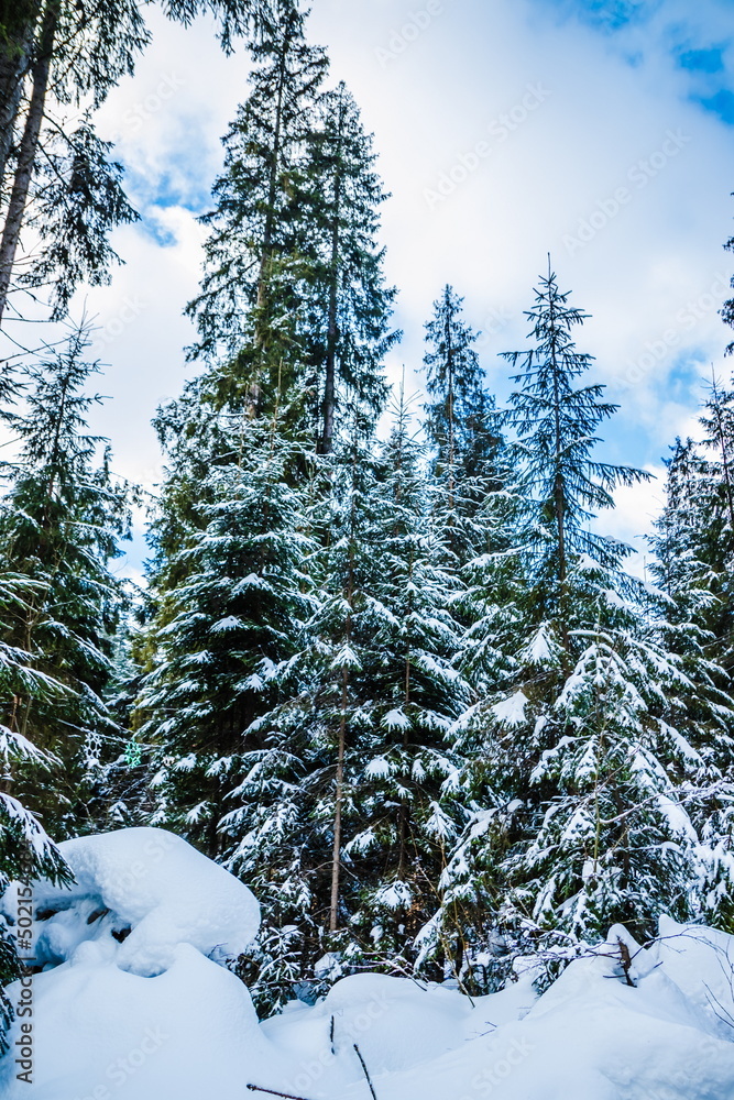 Winter forest in the mountains with huge fir trees. Picturesque Winter forest in the mountains with huge fir trees. Picturesque