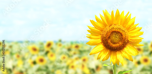 Fotografie, Obraz Bright yellow sunflower on blurred sunny nature background