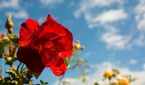  Beautiful roses red flowers  glossy and green leaves on shrub branches against the blue cloudy sky and sun. Red rose flowers against the clear sky.