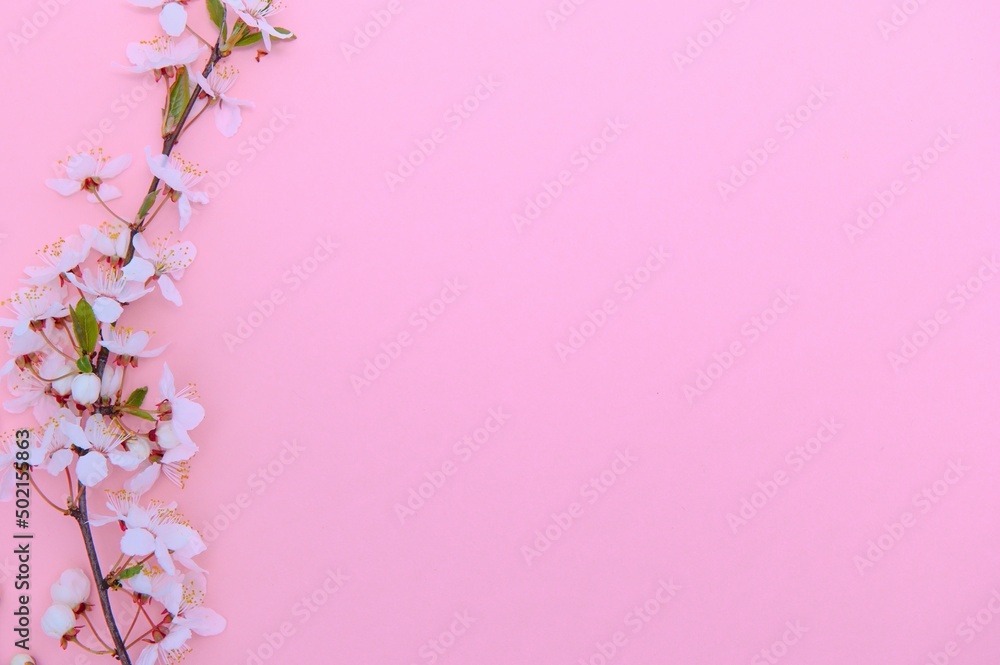 Cherry tree blossom. April floral nature and spring sakura blossom on colored background. Banner for 8 march, Happy Easter with place for text. Springtime concept. Top view. Flat lay
