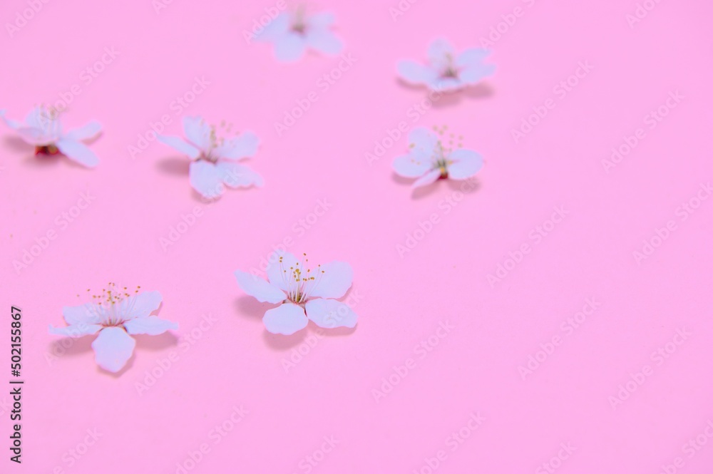 Spring background table. May flowers and April floral nature on green. For banner, branches of blossoming cherry against background. Dreamy romantic image, landscape panorama, copy space Spring background table. May flowers and April floral nature on green. For banner, branches of blossoming cherry against background. Dreamy romantic image, landscape panorama, copy space