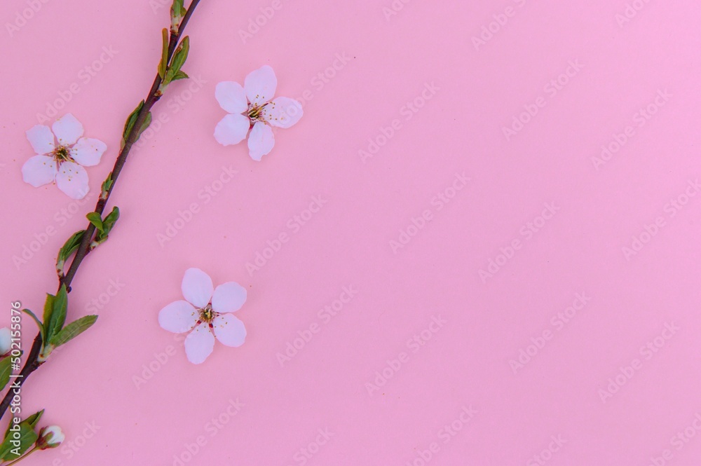 Apricot blossom spring background. Porizontal banner. Apricot blossom spring background. Porizontal banner.