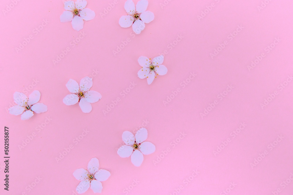 Spring cherry blossom, toned, springtime blossoming flower background, pastel and soft floral card