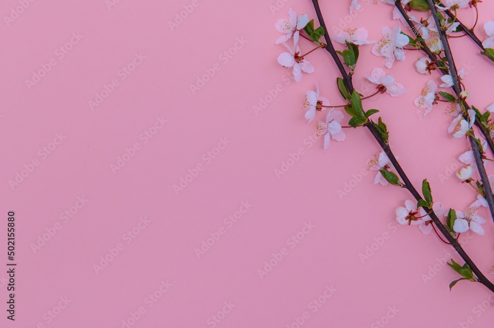 Fototapeta premium Apricot blossom spring background. Porizontal banner.
