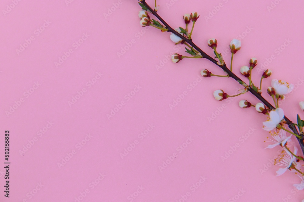 Apricot blossom spring background. Porizontal banner. Apricot blossom spring background. Porizontal banner.