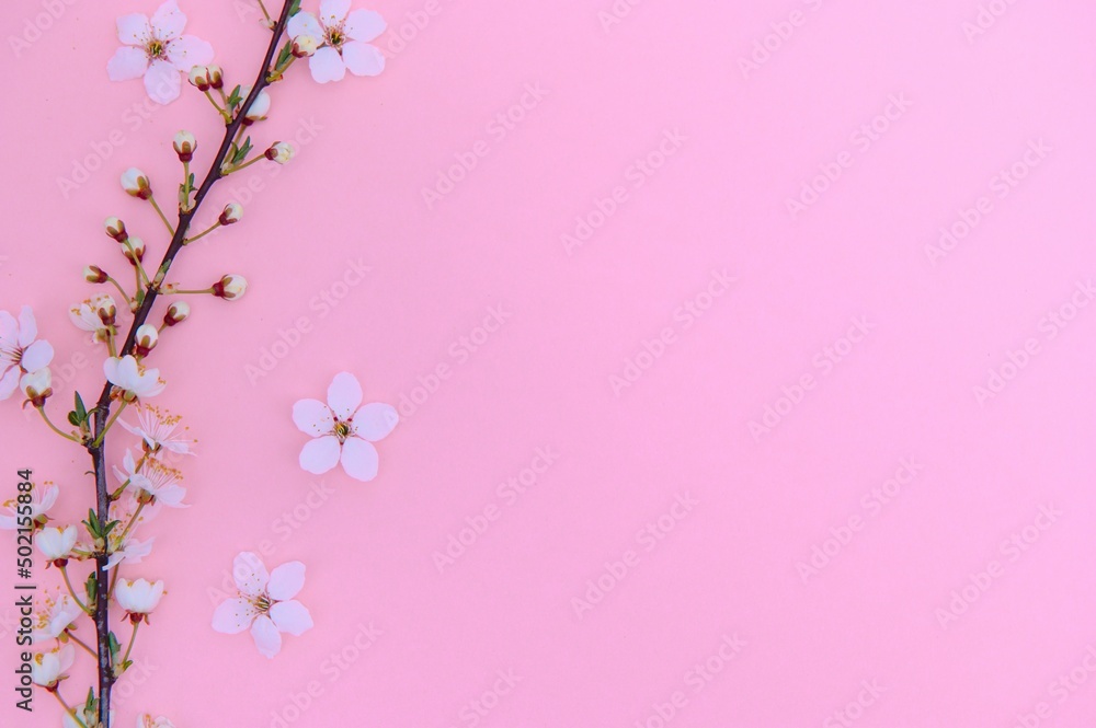 Spring background table. May flowers and April floral nature on green. For banner, branches of blossoming cherry against background. Dreamy romantic image, landscape panorama, copy space