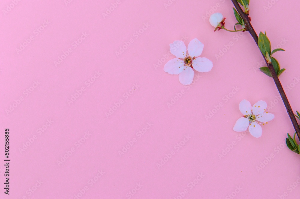 Cherry tree blossom. April floral nature and spring sakura blossom on colored background. Banner for 8 march, Happy Easter with place for text. Springtime concept. Top view. Flat lay Cherry tree blossom. April floral nature and spring sakura blossom on colored background. Banner for 8 march, Happy Easter with place for text. Springtime concept. Top view. Flat lay