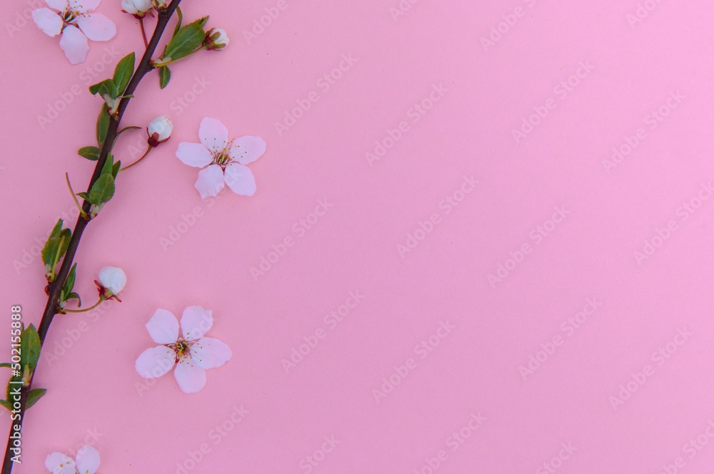 Spring background table. May flowers and April floral nature on green. For banner, branches of blossoming cherry against background. Dreamy romantic image, landscape panorama, copy space Spring background table. May flowers and April floral nature on green. For banner, branches of blossoming cherry against background. Dreamy romantic image, landscape panorama, copy space