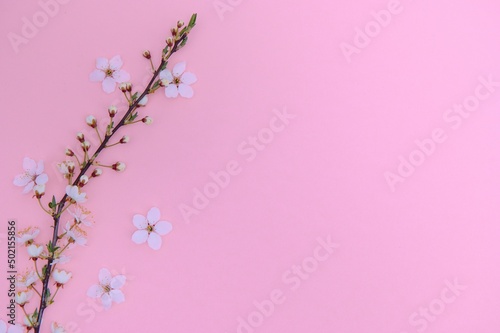 Apricot blossom spring background. Porizontal banner.
