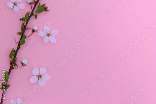 Spring background table. May flowers and April floral nature on green. For banner, branches of blossoming cherry against background. Dreamy romantic image, landscape panorama, copy space © Serhii