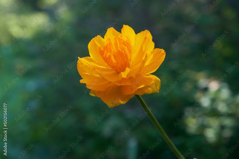 Trollius, known as globeflower or globe flower in natural subalpine environment. Trollius, known as globeflower or globe flower in natural subalpine environment.